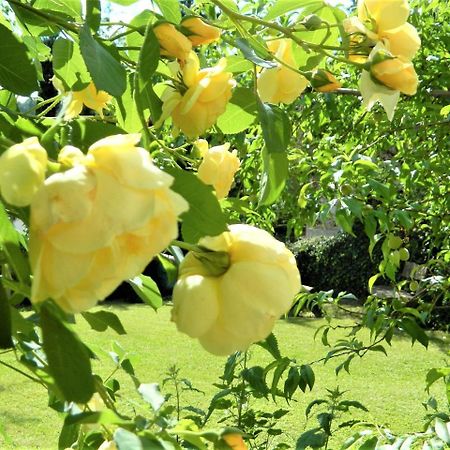 Ferienwohnung Rose Бодман-Людвигсхафен Экстерьер фото